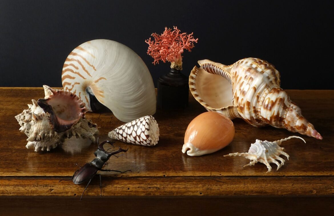 Milano MuseoCity. Museo Civico di Storia Naturale