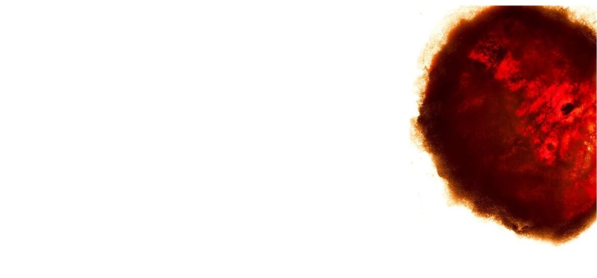 Morfogenesi- dettaglio