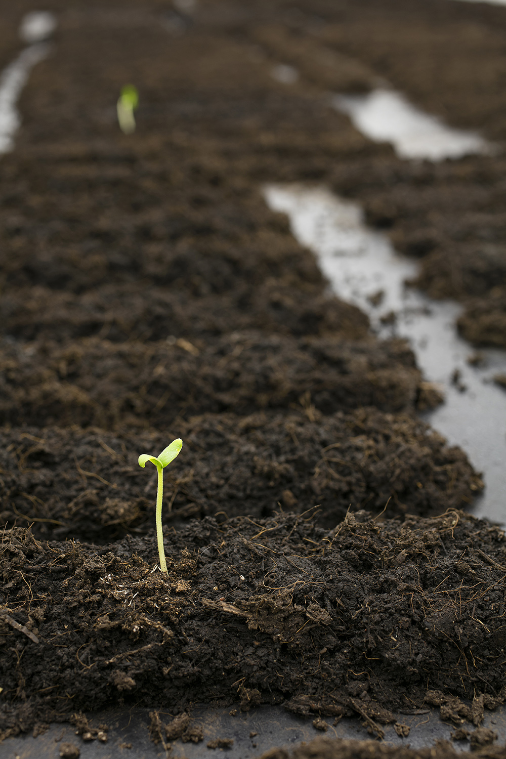 Binta Diaw, Chorus of Soil, 2020, terra e germogli. Particolare