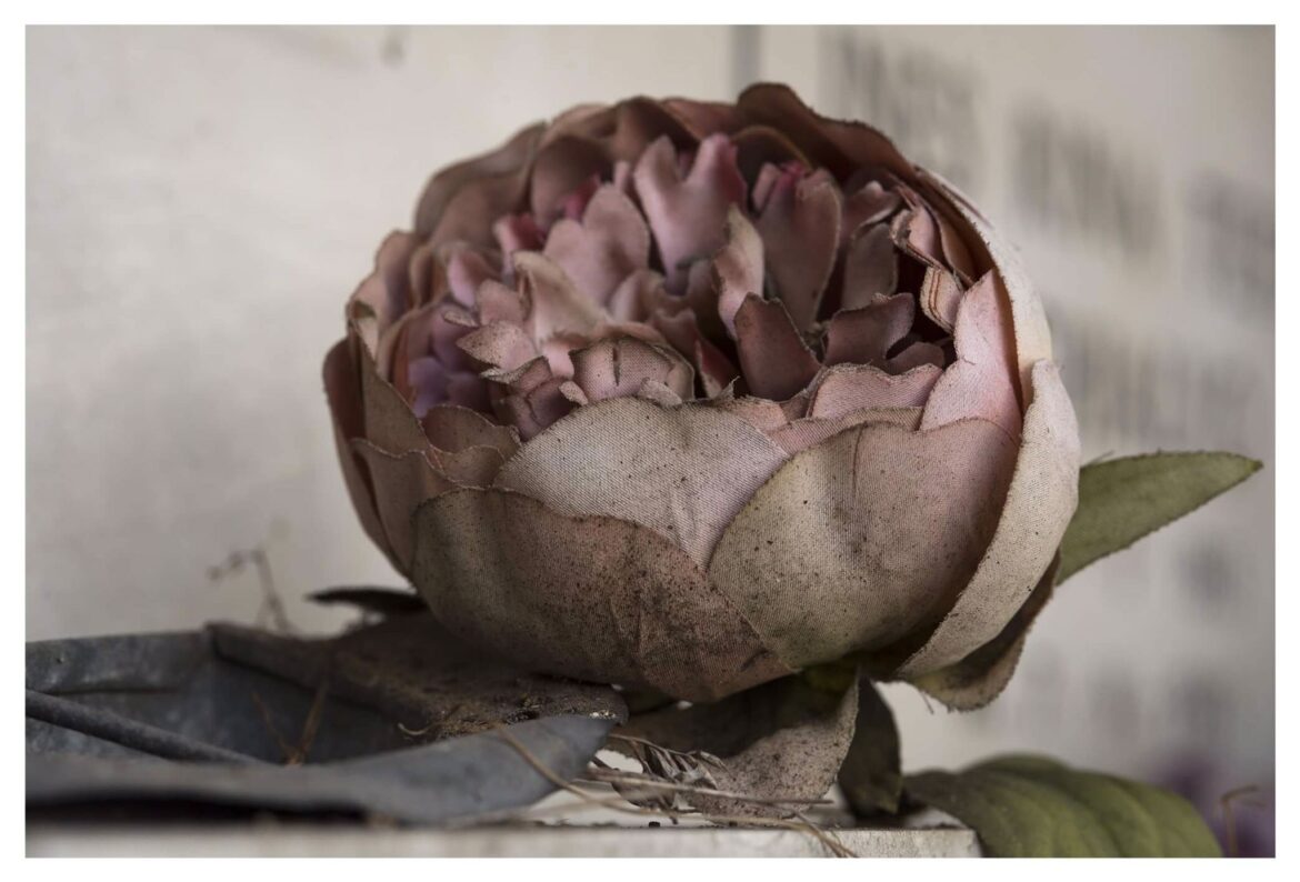 Fiori nei cimiteri. Progetto di Sara Meliti. Peonia. artscore.it