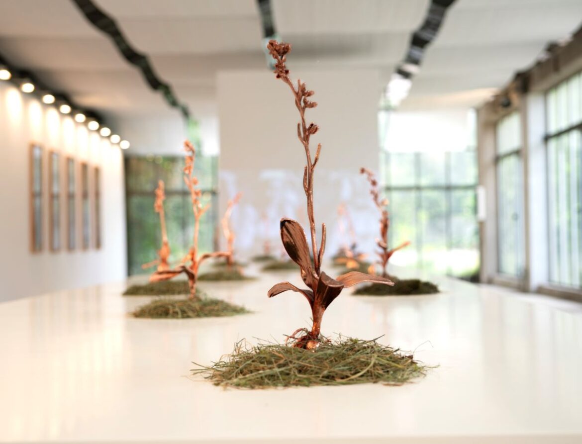 Avant que nature meure. Roma