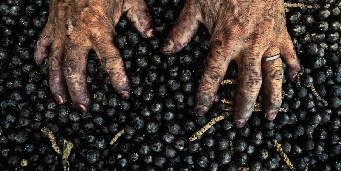 Il pianeta nel piatto. Raccolta dell'acaj. The Forest Knows ©Nicoló Lanfranchi